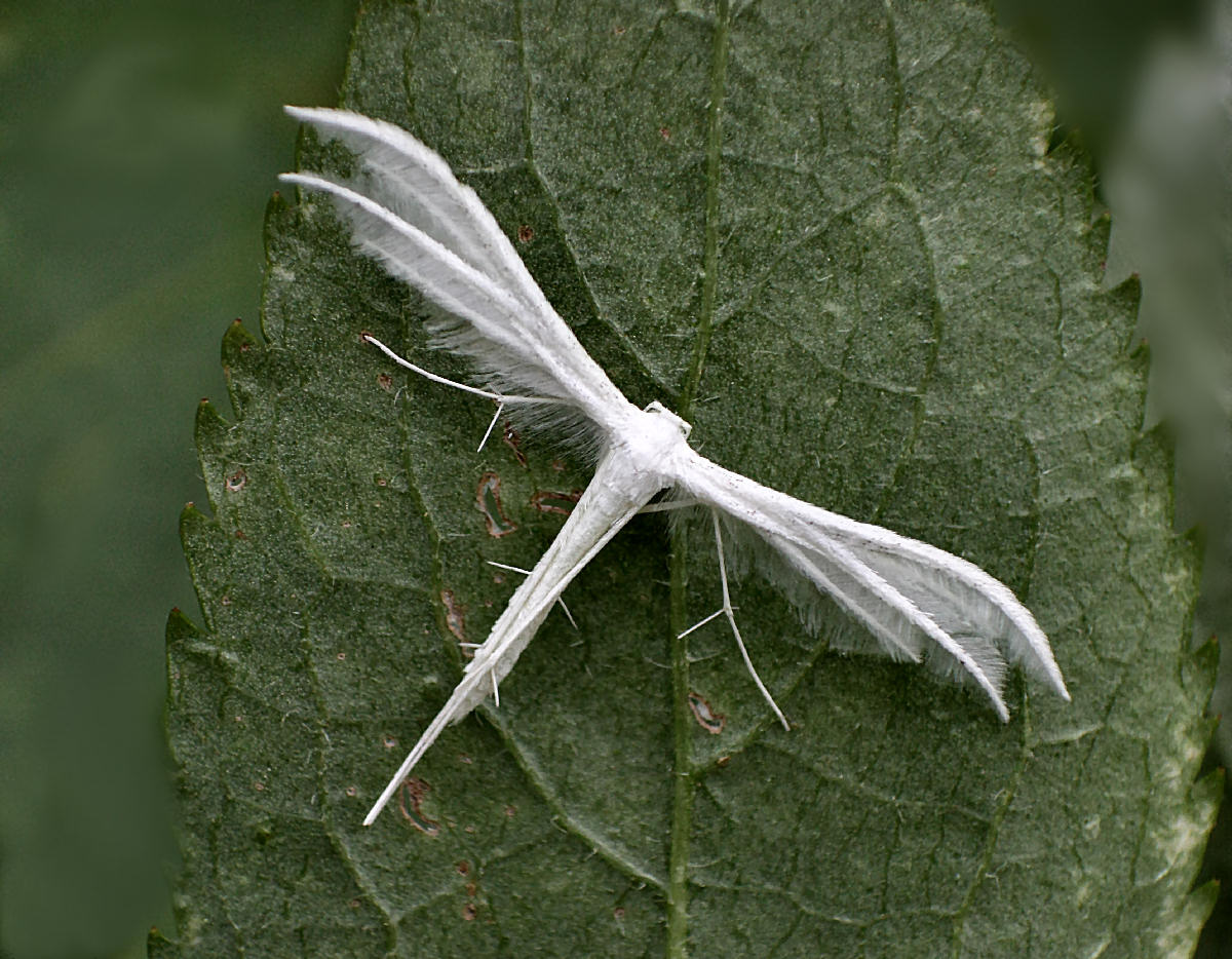Pterophorus pentadactyla da confermare